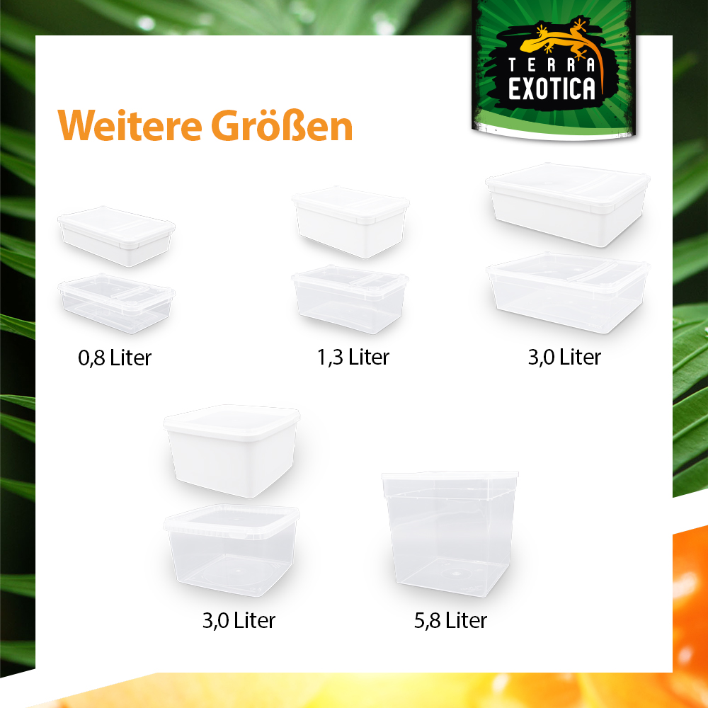 Dose 3 Liter – 24,5 × 18,5 × 7,5 cm – Transparent mit Klarsichtdeckel