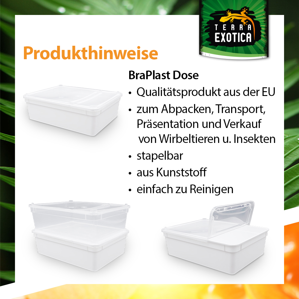 Dose 3 Liter – 24,5 × 18,5 × 7,5 cm – Weiß mit Klarsichtdeckel
