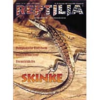 Reptilia 32 - Skinke