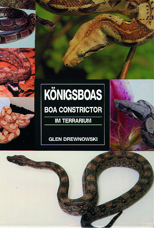 Königsboas - Boa Constrictor im Terrarium