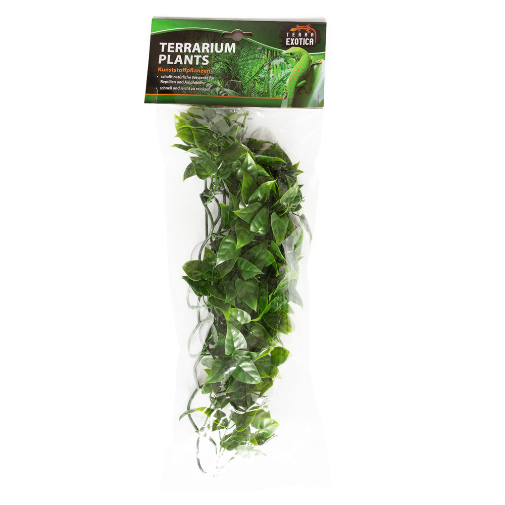 Terrarium Plants - Evergreen Vine - Medium
