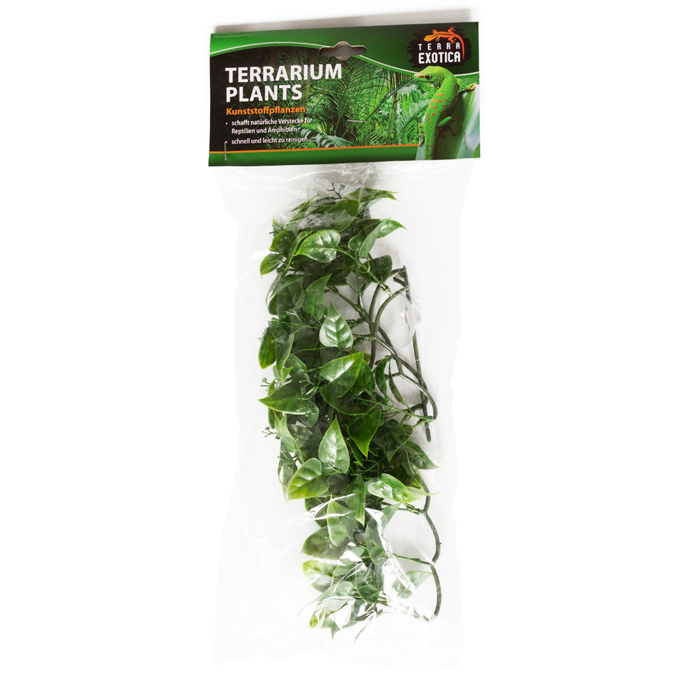 Terrarium Plants - Evergreen Vine - Small