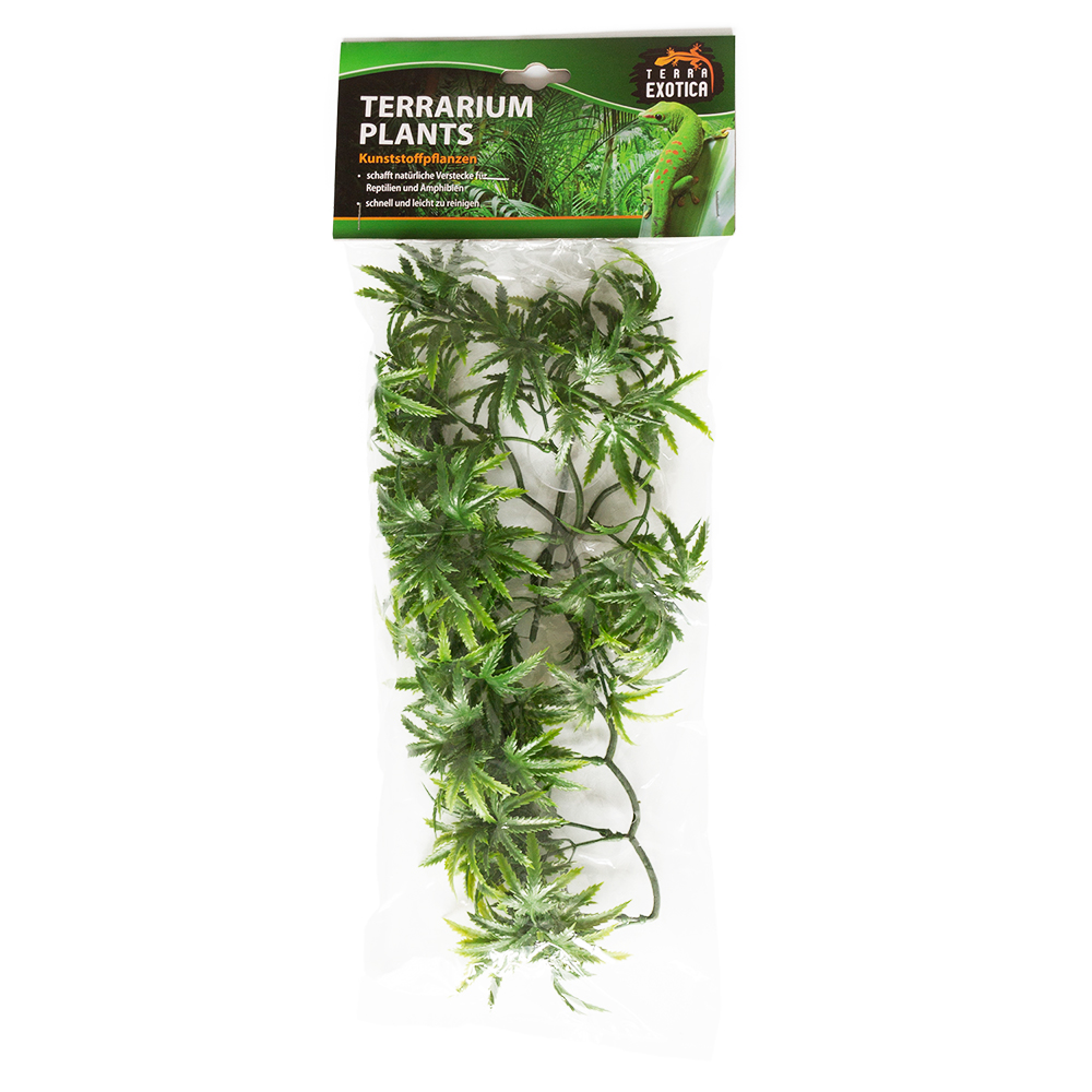 Terrarium Plants - The Wind Claw Leaves Vine - Small