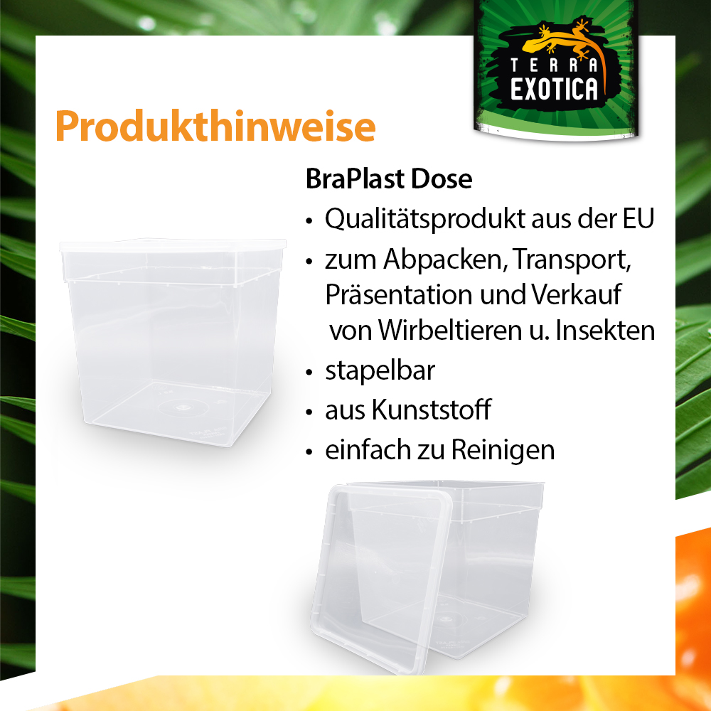 Dose 5,8 Liter – 18,5 × 18,5 × 19 cm – Transparent mit Klarsichtdeckel