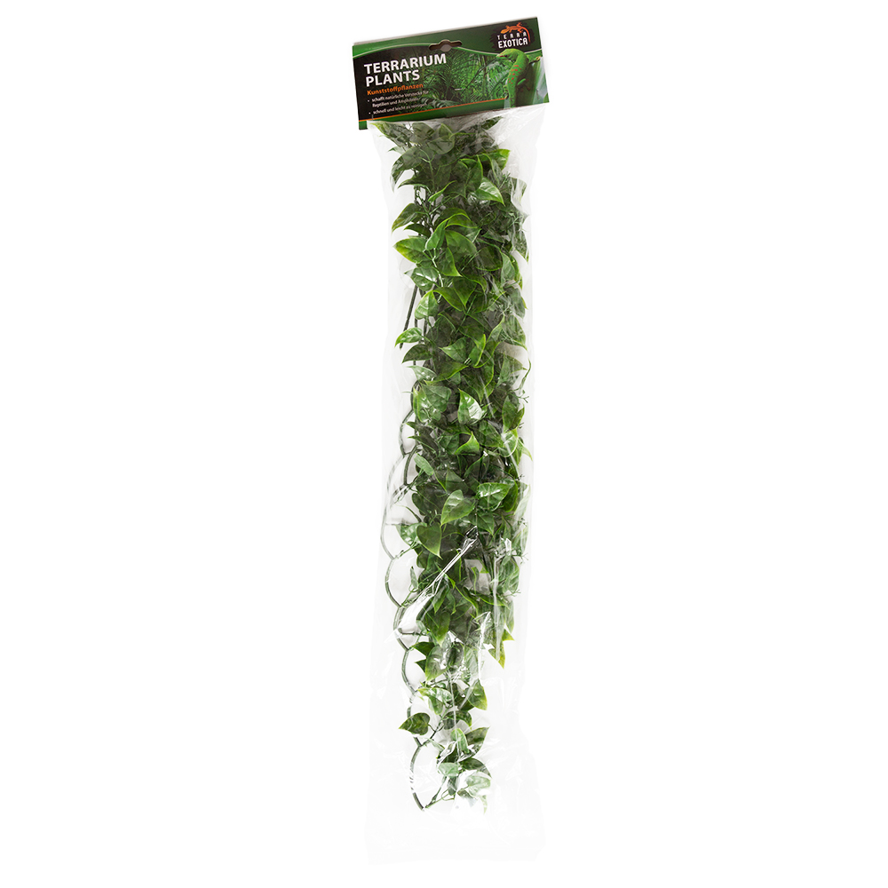 Terrarium Plants - Evergreen Vine - Large